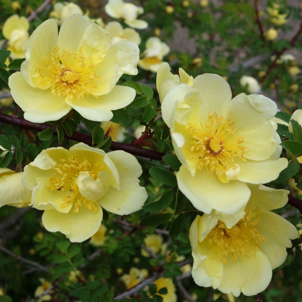 Rosa hugonis - Chinese goudroos