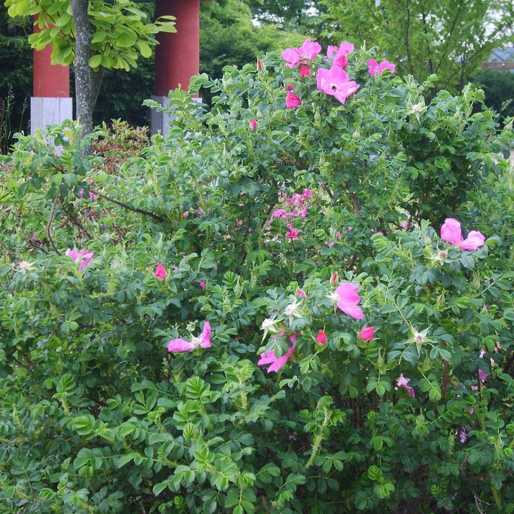 Rosa rugosa Rubra - Hondsroos