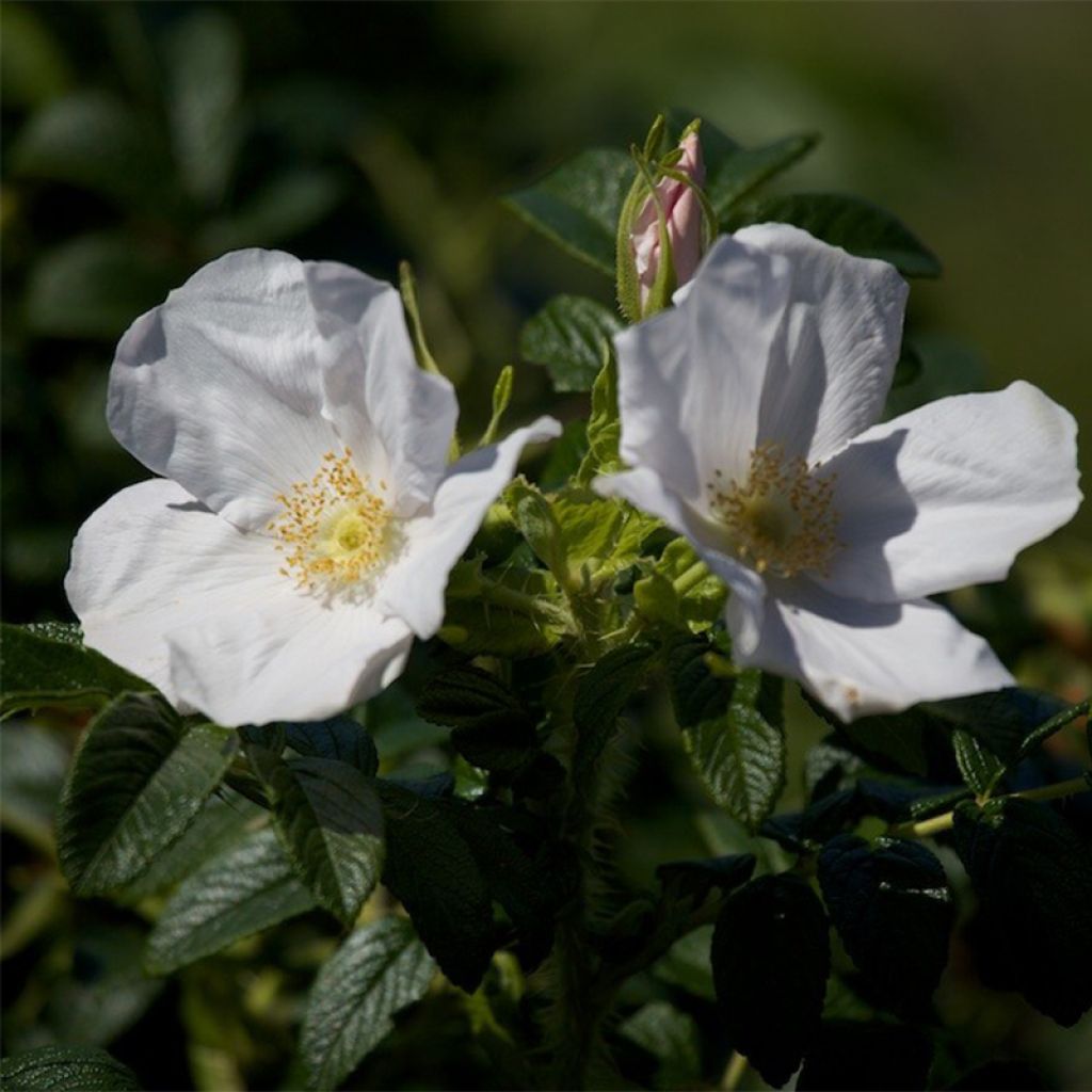 Rosa rugosa Alba - Hondsroos