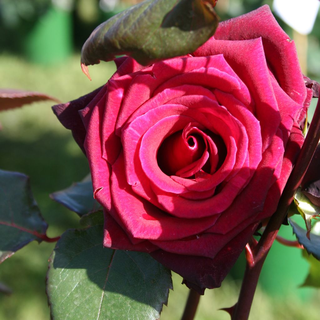 Rosa Black Baccara - Grootbloemige roos