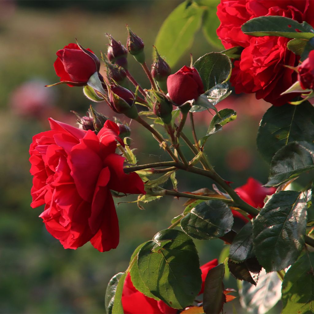 Rosa Florentina - Klimroos