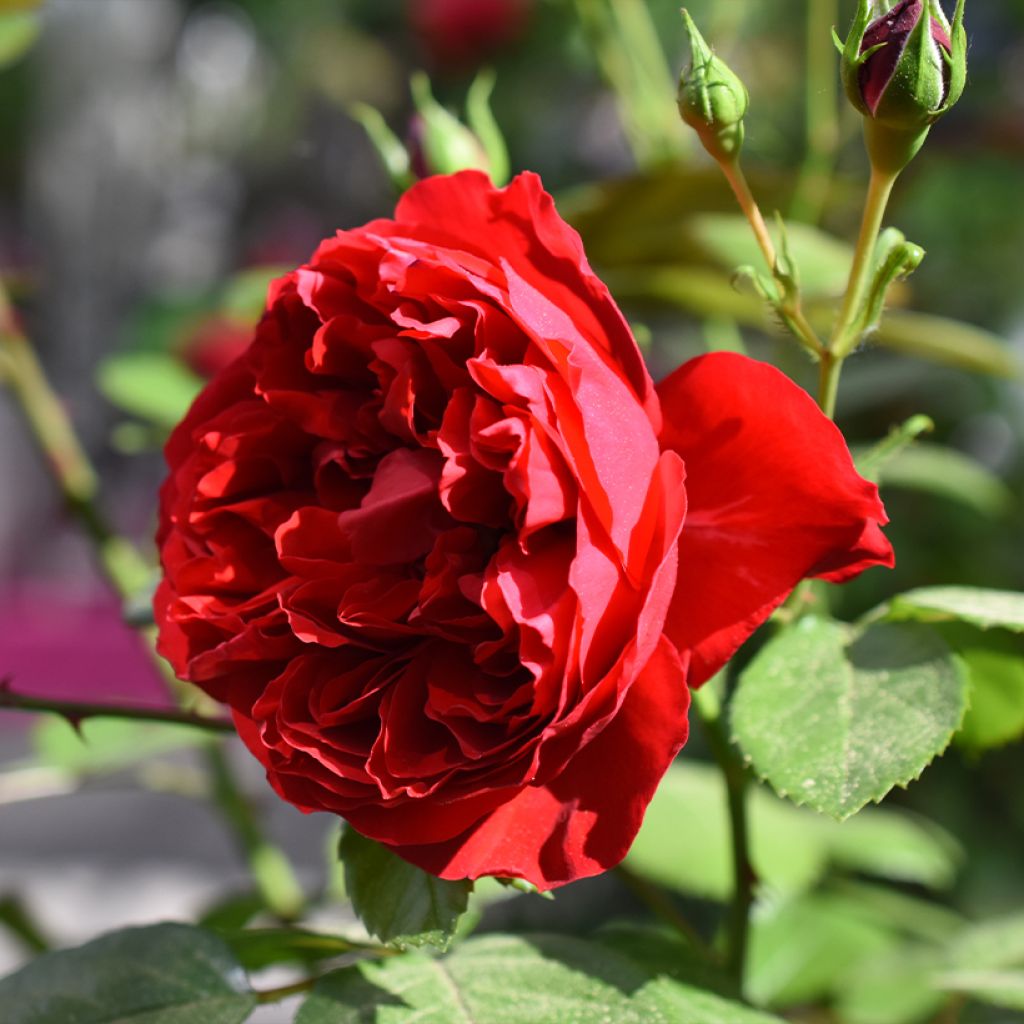 Rosa Florentina - Klimroos