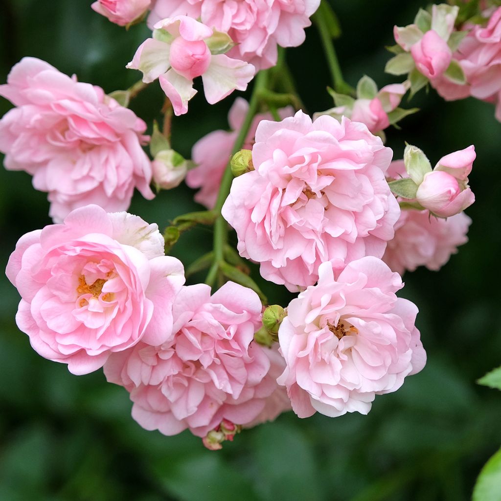 Rosa The Fairy - Stamroos