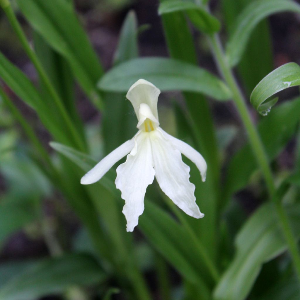 Roscoea beesiana Alba - Gemberorchidee