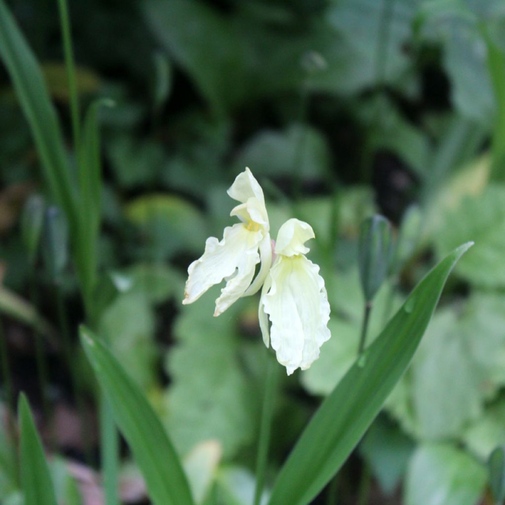 Roscoea cautleyoides - Gemberorchidee