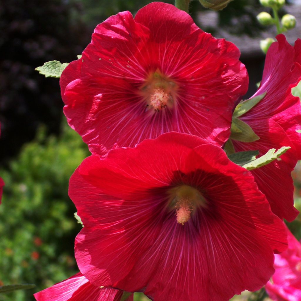 Alcea rosea Mars Magic - Stokroos