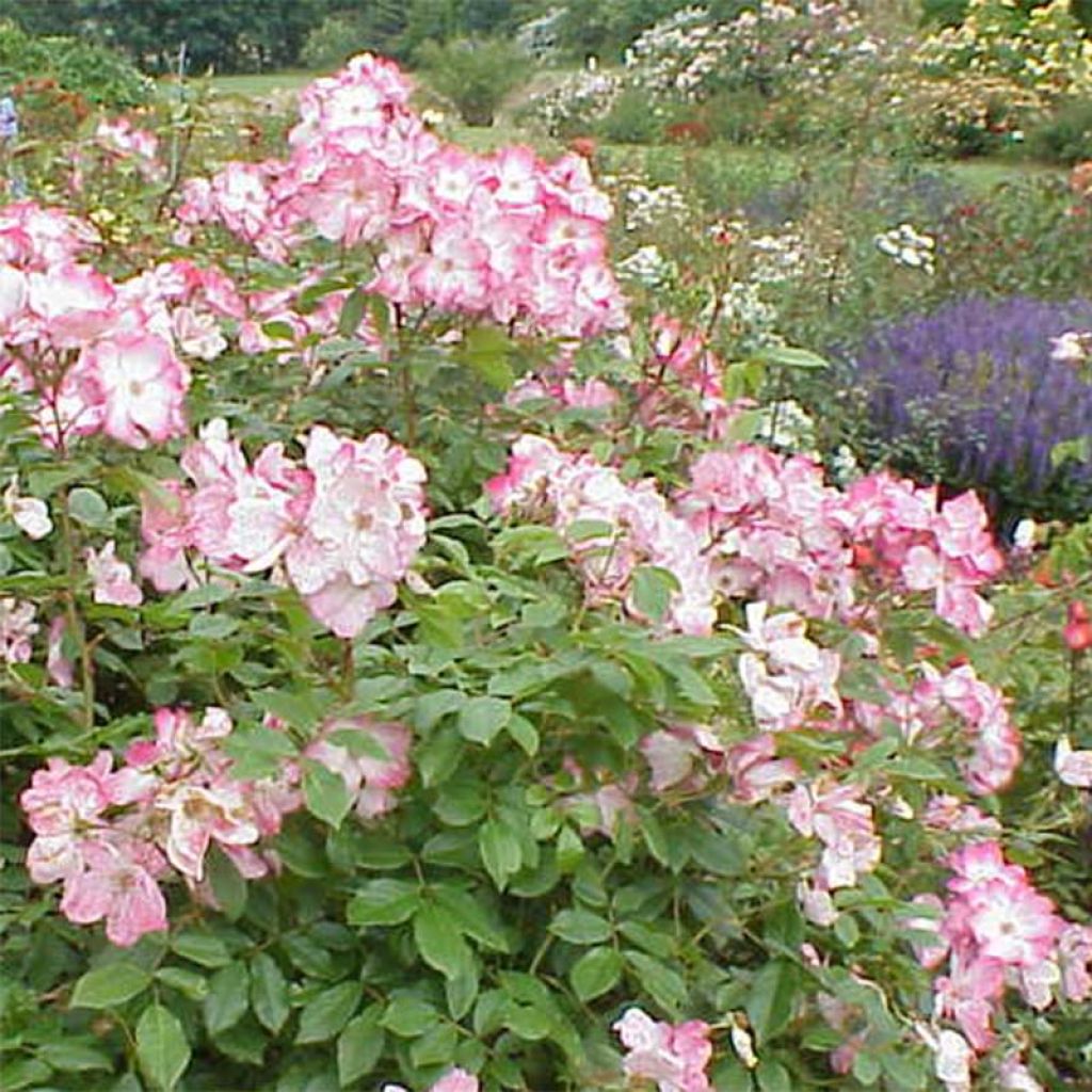 Rosa Rush - Trosroos