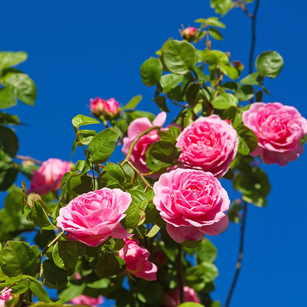 Rosa Constance Spry - David Austinroos