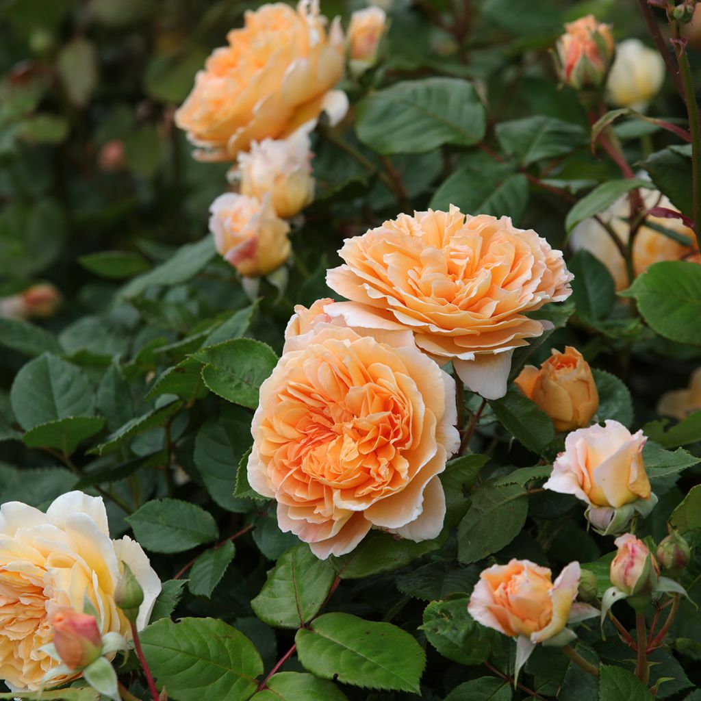 Rosa Crown Princess Margareta - David Austinroos