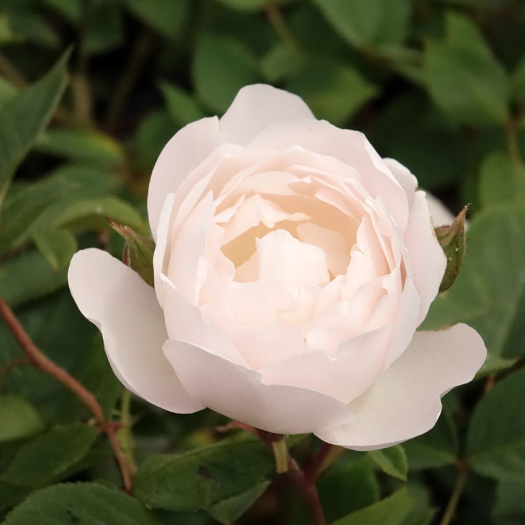 Rosa Desdemona - David Austinroos