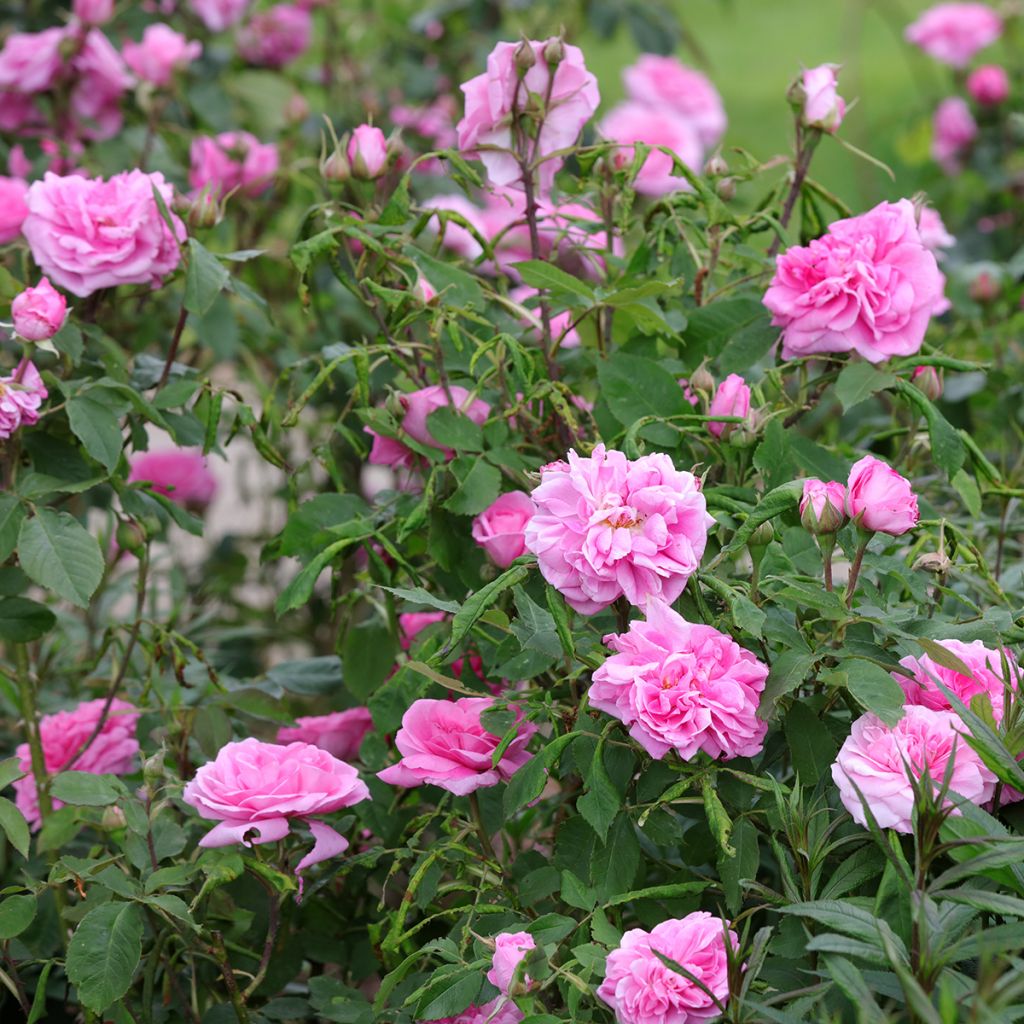 Rosa Gertrude Jekyll - David Austinroos