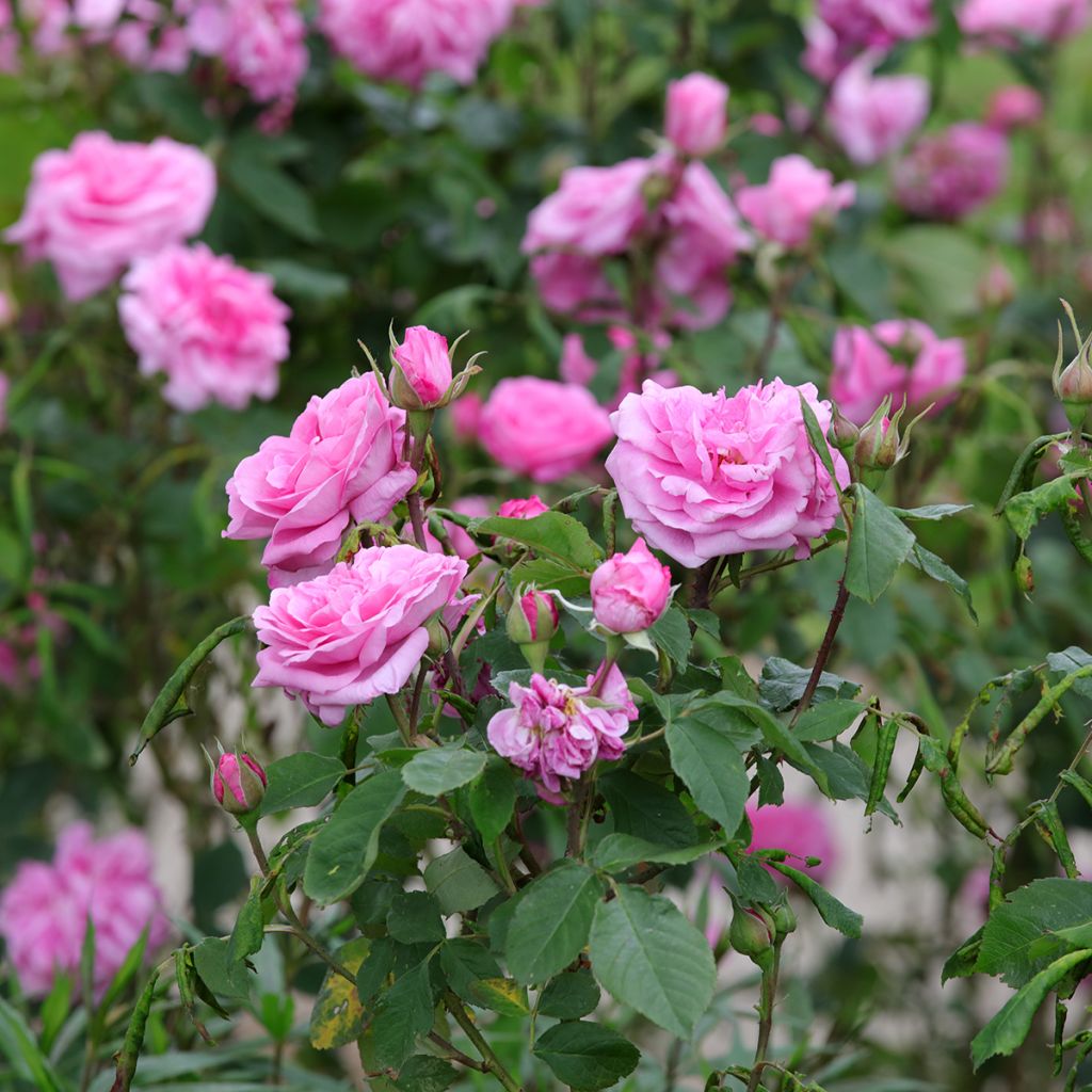 Rosa Gertrude Jekyll - David Austinroos