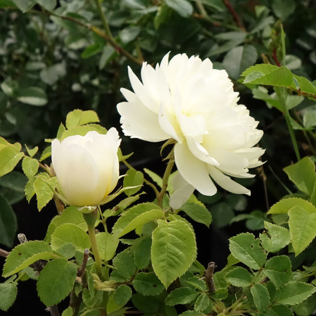 Rosa Imogen - David Austinroos