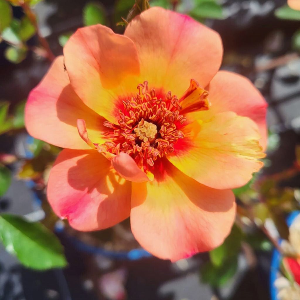 Rosa Baia - Polyantharoos