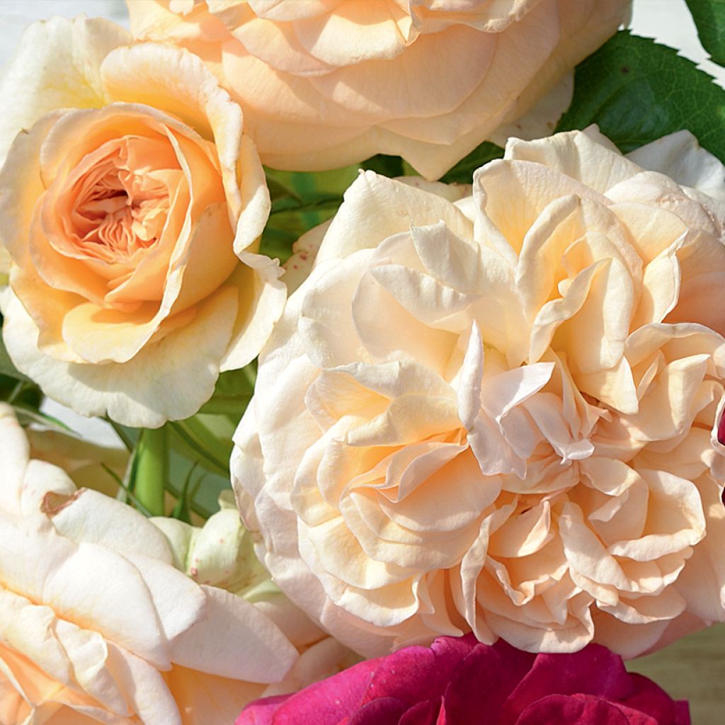 Rosa Amber Voluptia - Polyantharoos