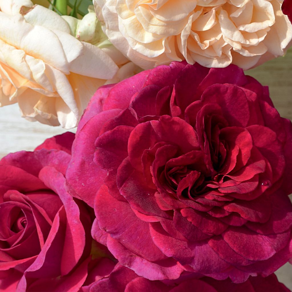 Rosa Crazy Pink Voluptia - Polyantharoos