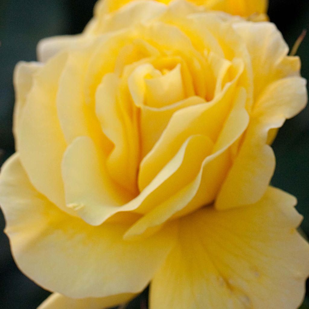 Rosa Friesia - Trosroos