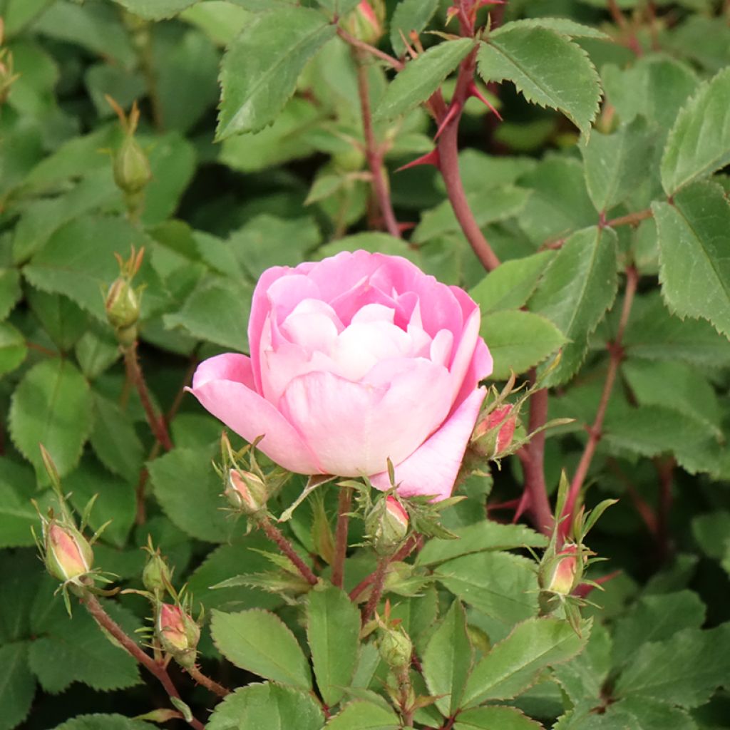 Rosa Pink Chantilly - Landschapsroos