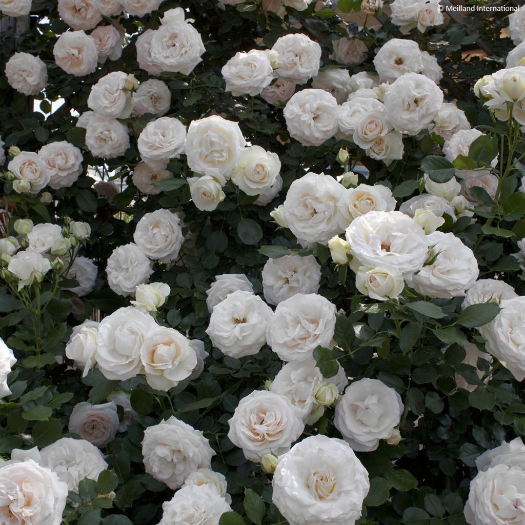 Rosa White Eden Rose - Klimroos