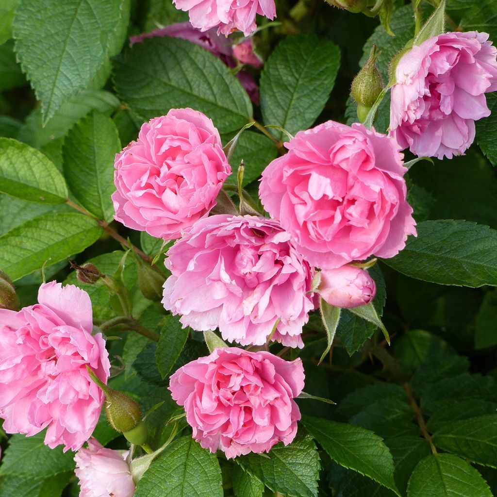Rosa Pink Grootendorst - Hondsroos