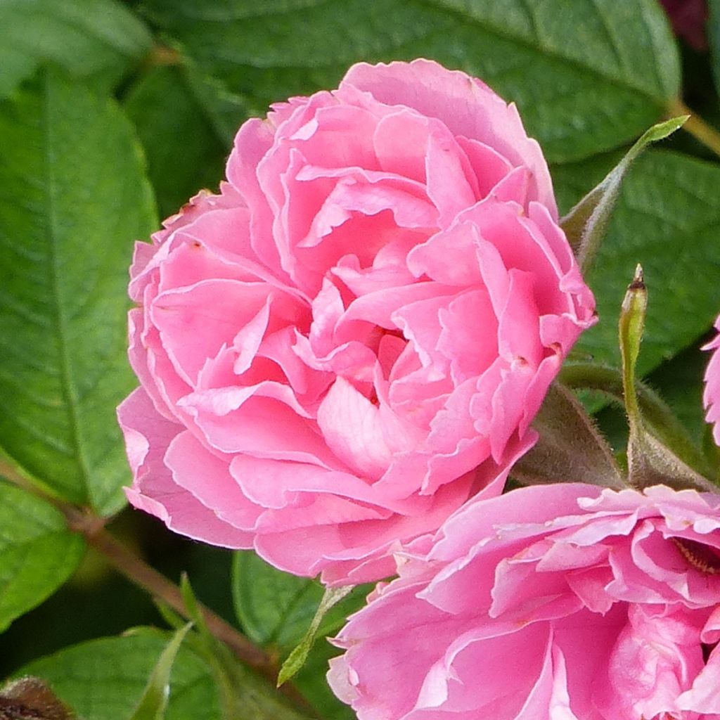 Rosa Pink Grootendorst - Hondsroos