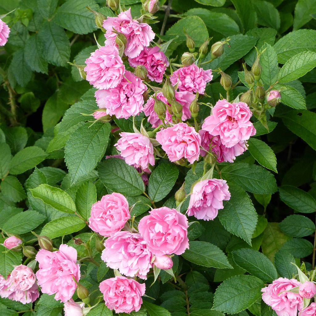 Rosa Pink Grootendorst - Hondsroos