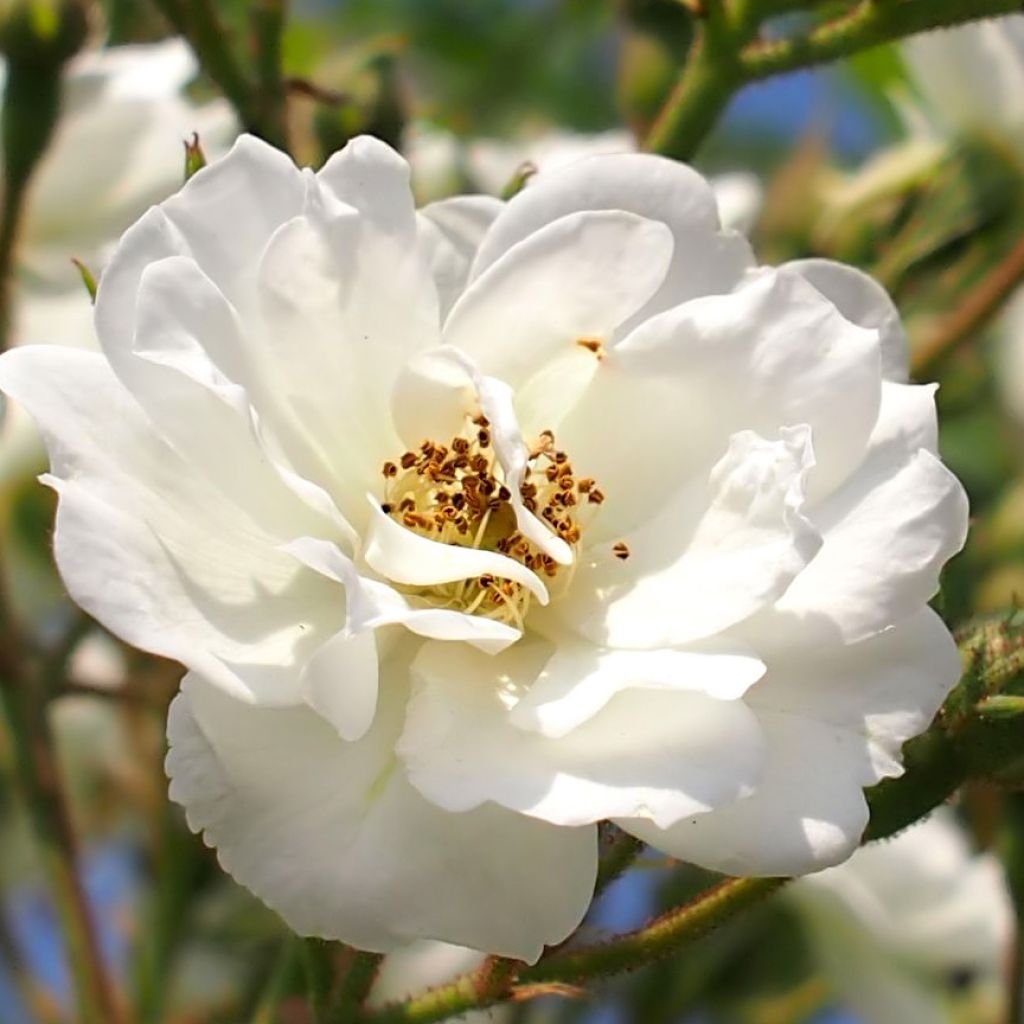Rosa Rambling Rector - Ramblerroos
