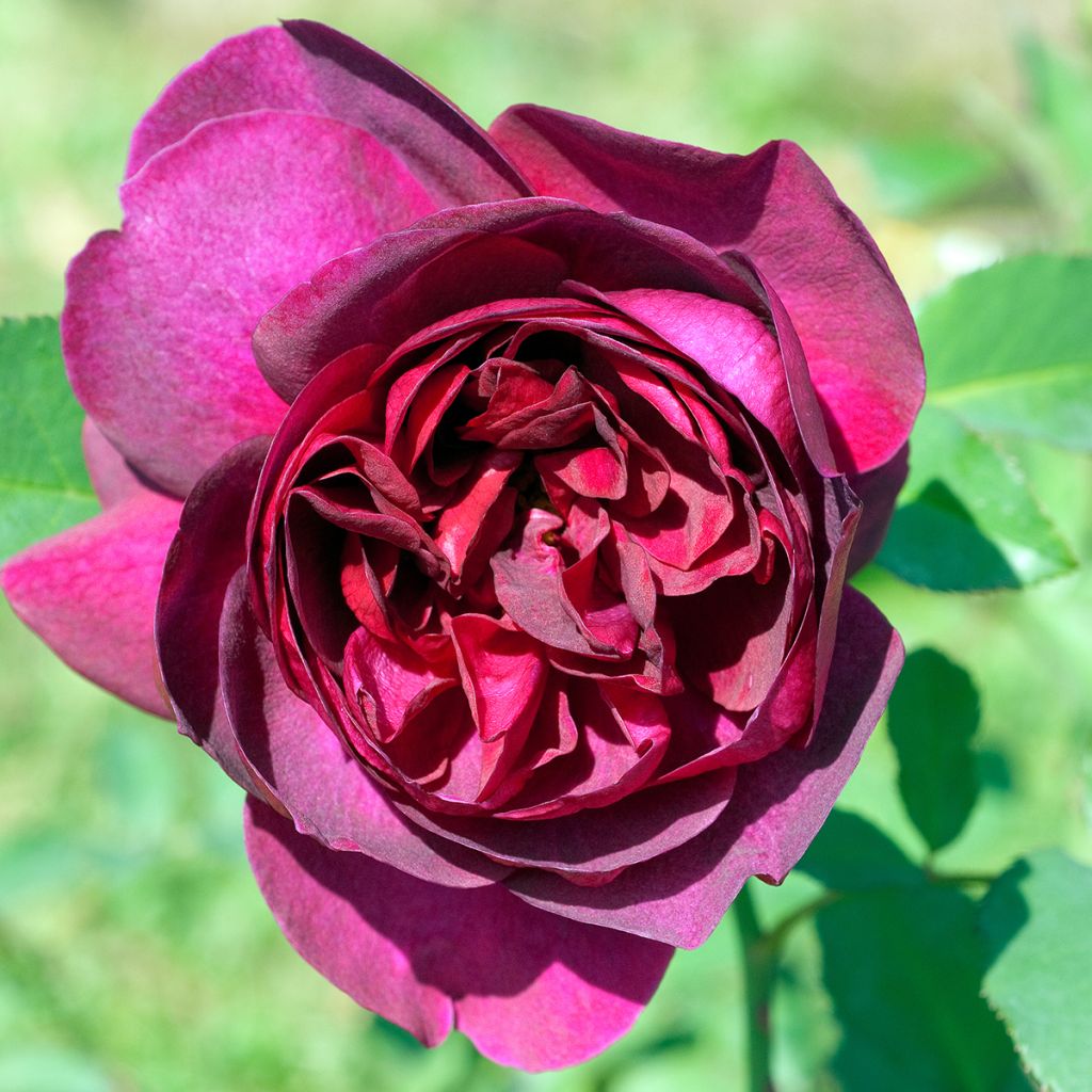 Rosa Darcey Bussell - Stamroos