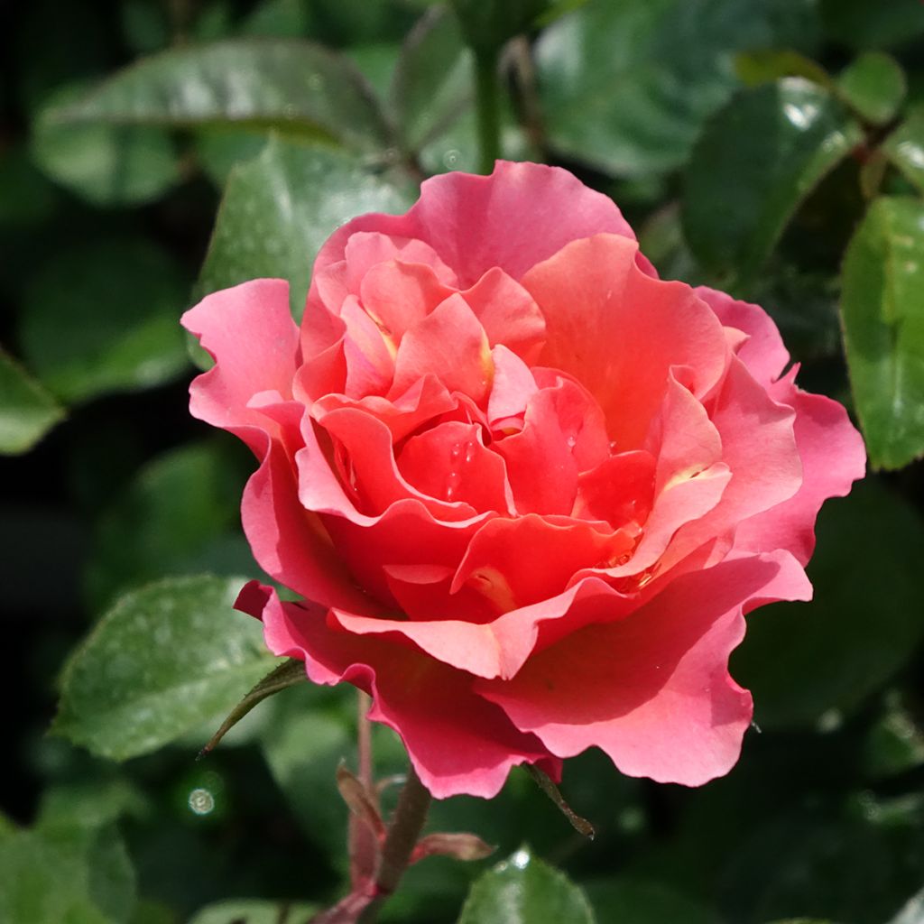 Rosa Jean Cocteau - Trosroos