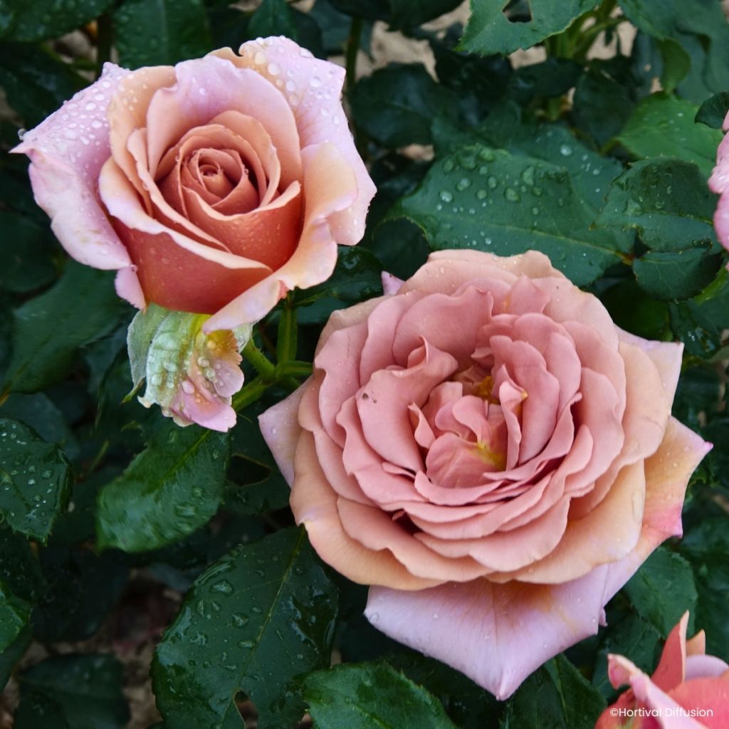 Rosa Koko Loko - Trosroos