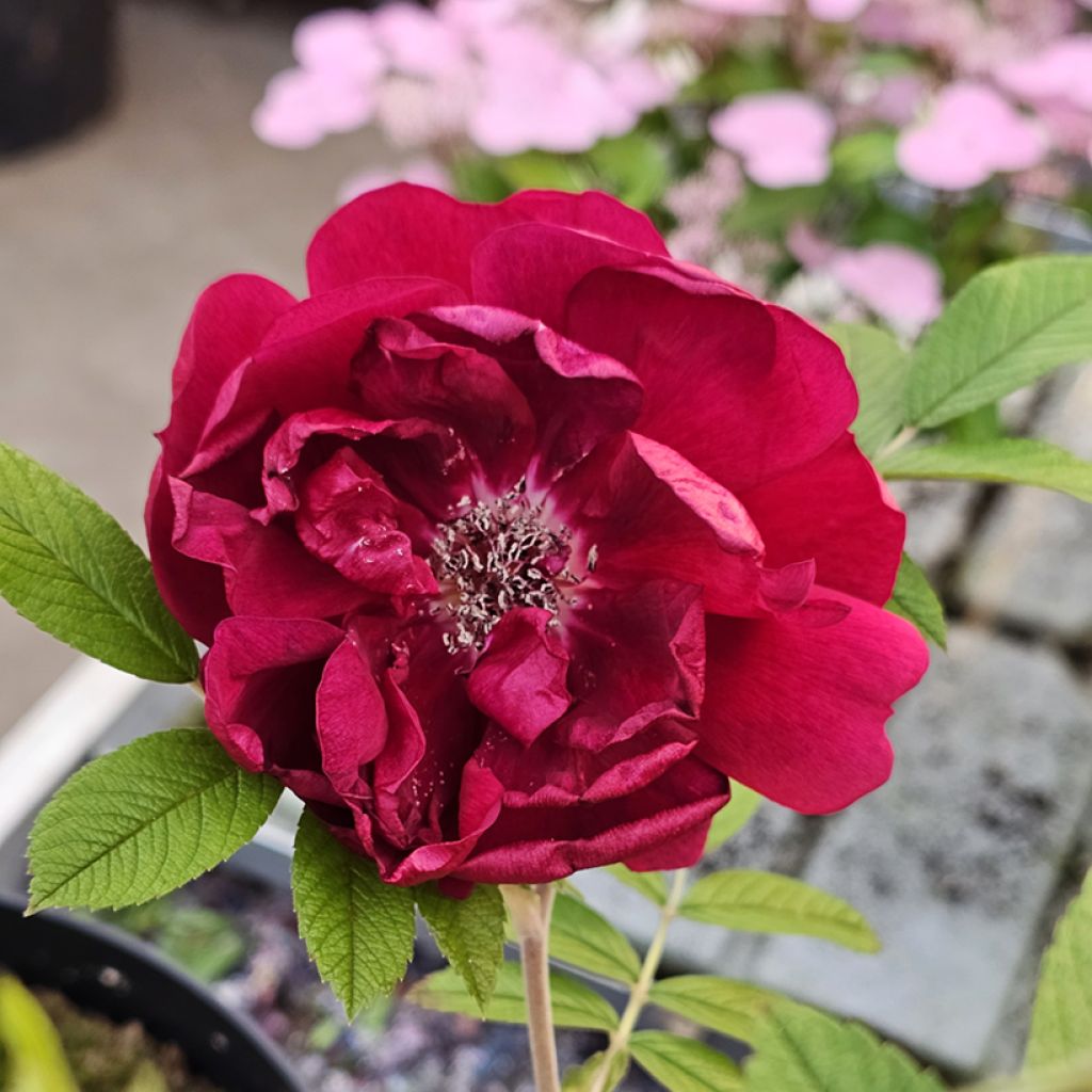 Rosa Take It Easy Red - Hondsroos