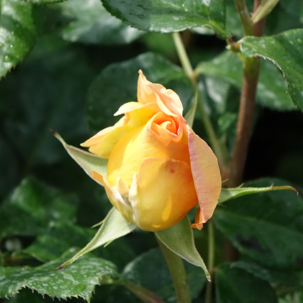 Rosa EUREKA - Grootbloemige roos