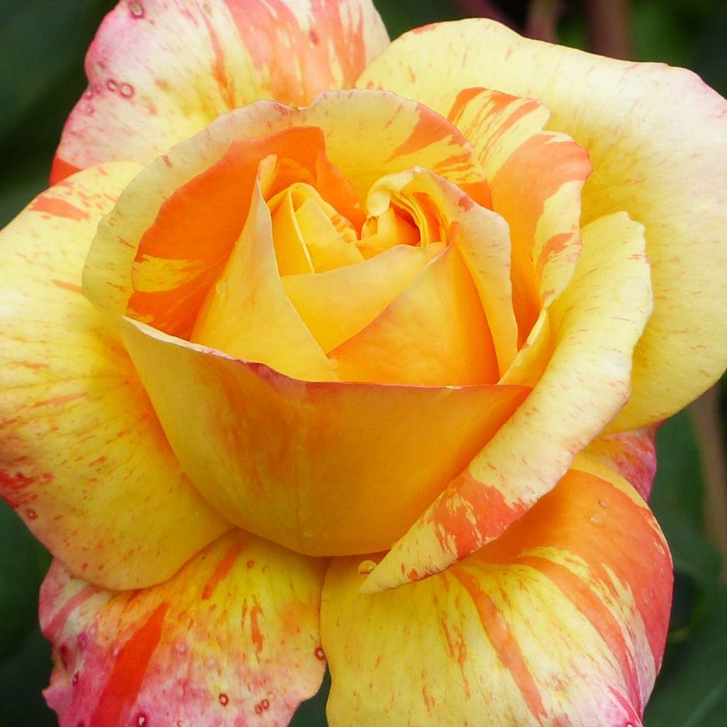 Rosa André Willemse - Grootbloemige roos