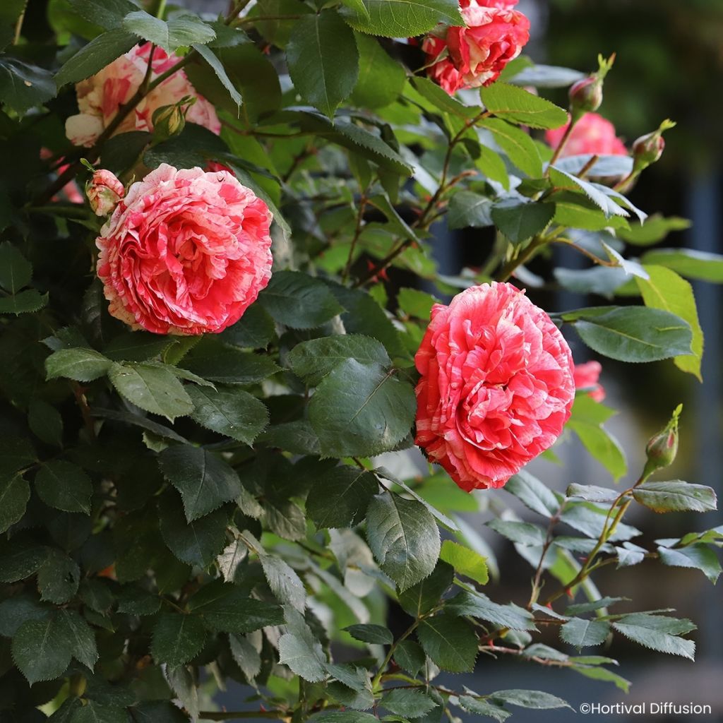 Rosier à fleurs groupées Scentimental Coral
