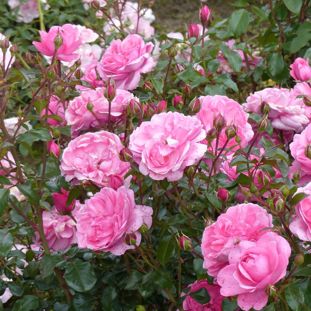 Rosa Berleburg - Trosroos