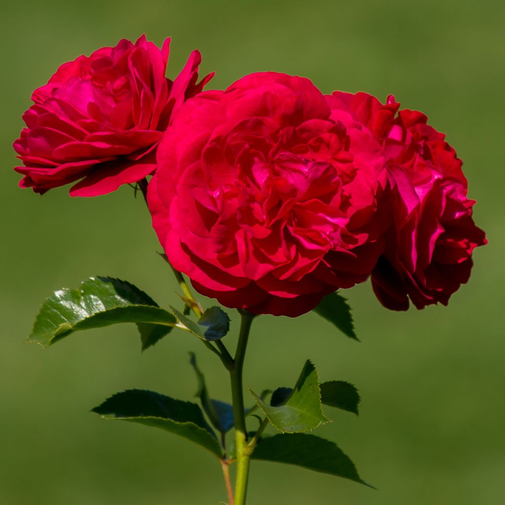 Rosa Bordeaux - Trosroos