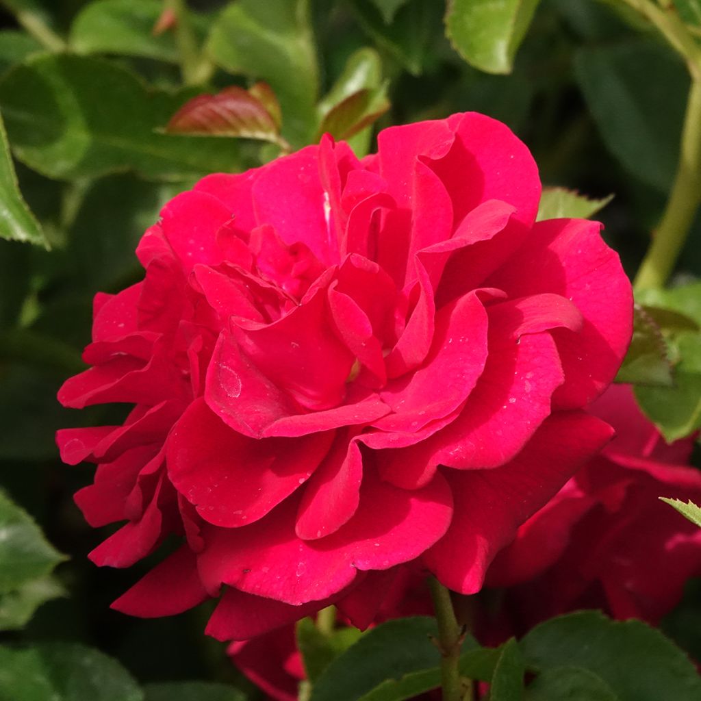 Rosa Bordeaux - Trosroos