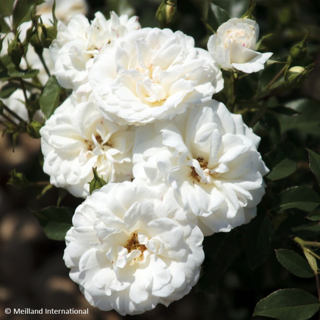 Rosa Carte Blanche - Trosroos