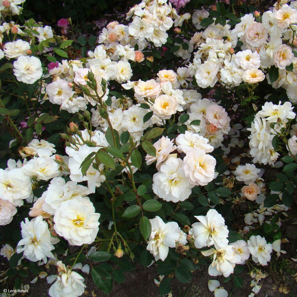 Rosa Comtesse André d'Oultremont - Muskusroos