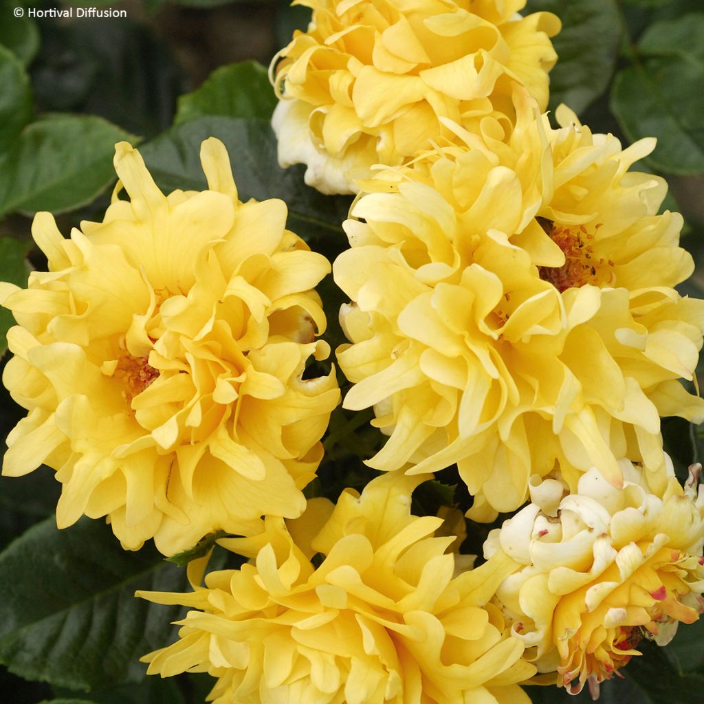 Rosa Golden Lady Ruffles - Trosroos