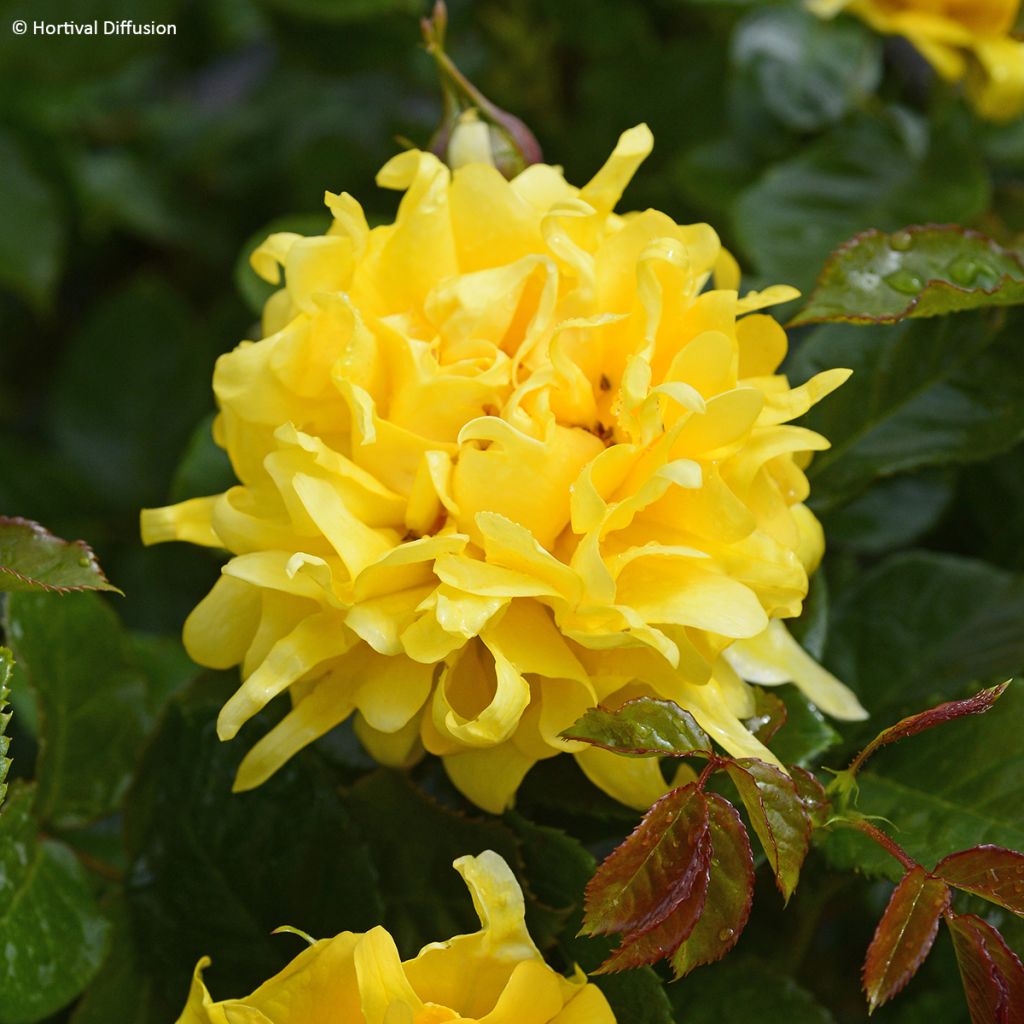 Rosa Golden Lady Ruffles - Trosroos