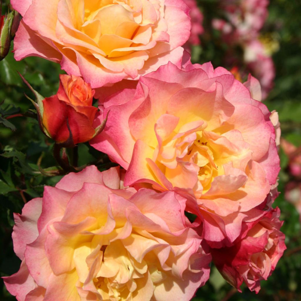 Rosa Hedge Charmers - Trosroos