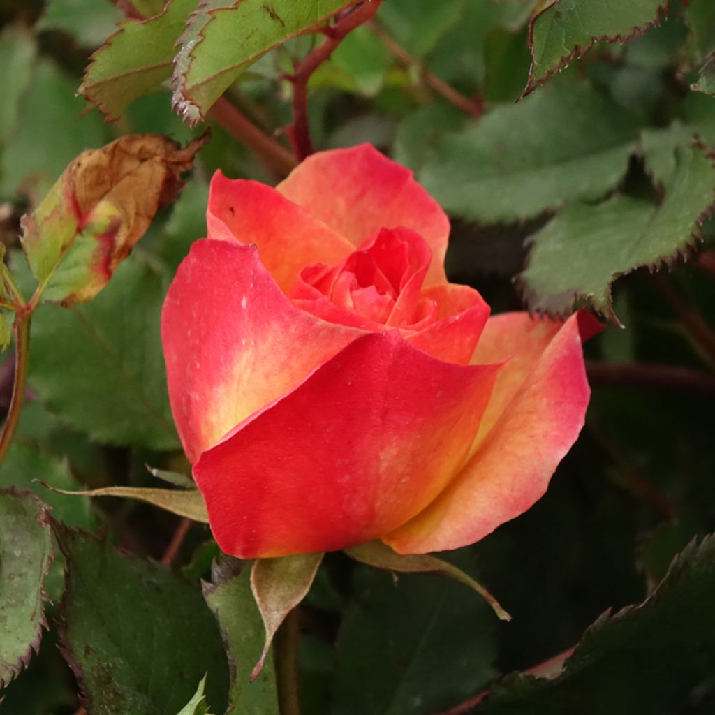 Rosa Hedge Charmers - Trosroos