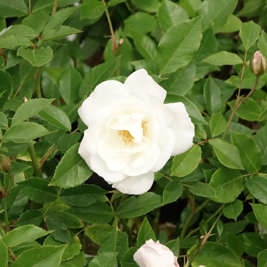 Rosa Iceberg - Trosroos