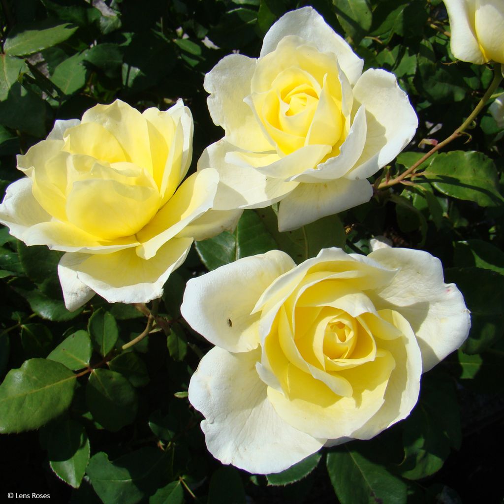 Rosa Love Letter - Trosroos