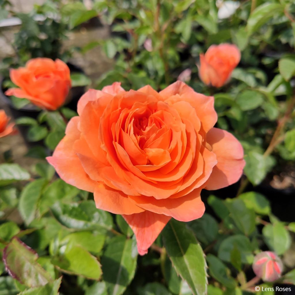 Rosa Marc's Jubilee - Trosroos