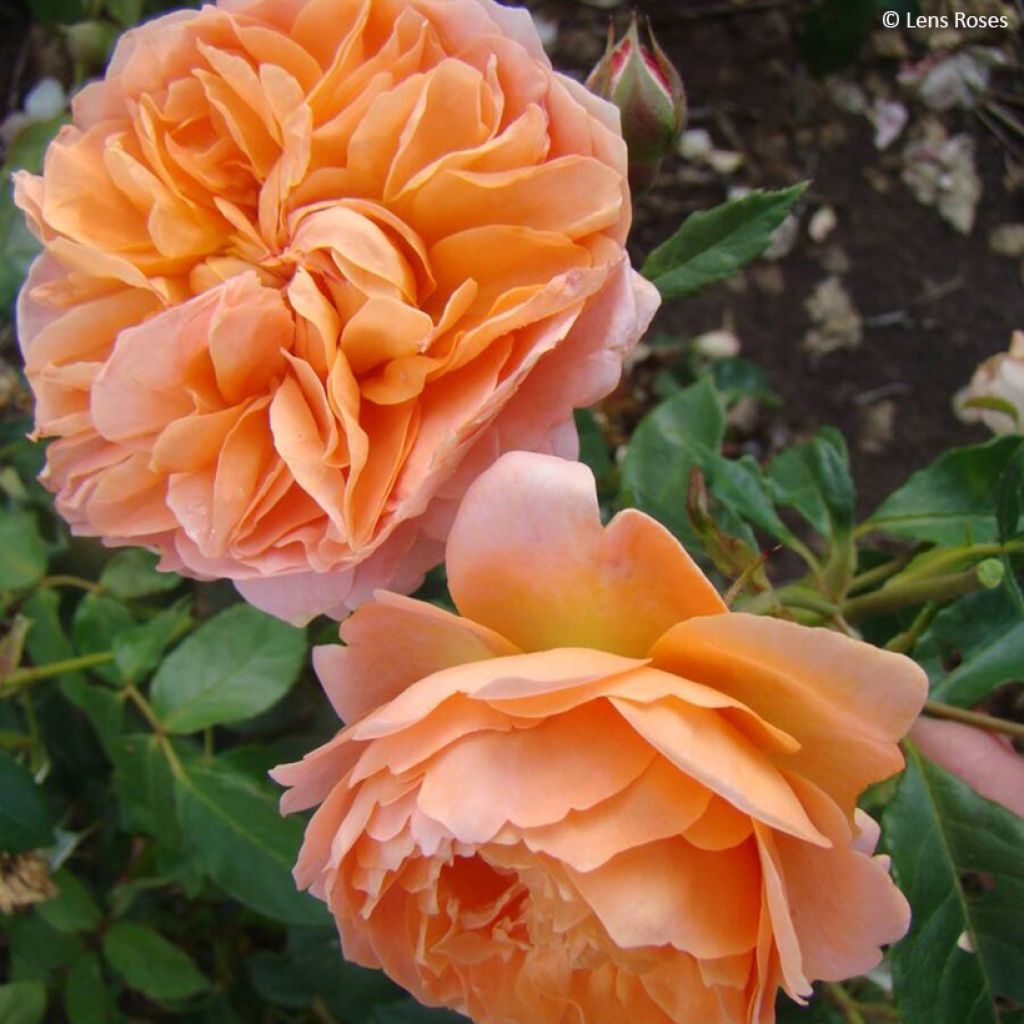 Rosa Marc's Jubilee - Trosroos