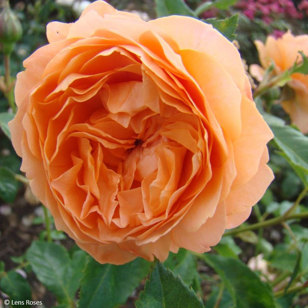 Rosa Marc's Jubilee - Trosroos