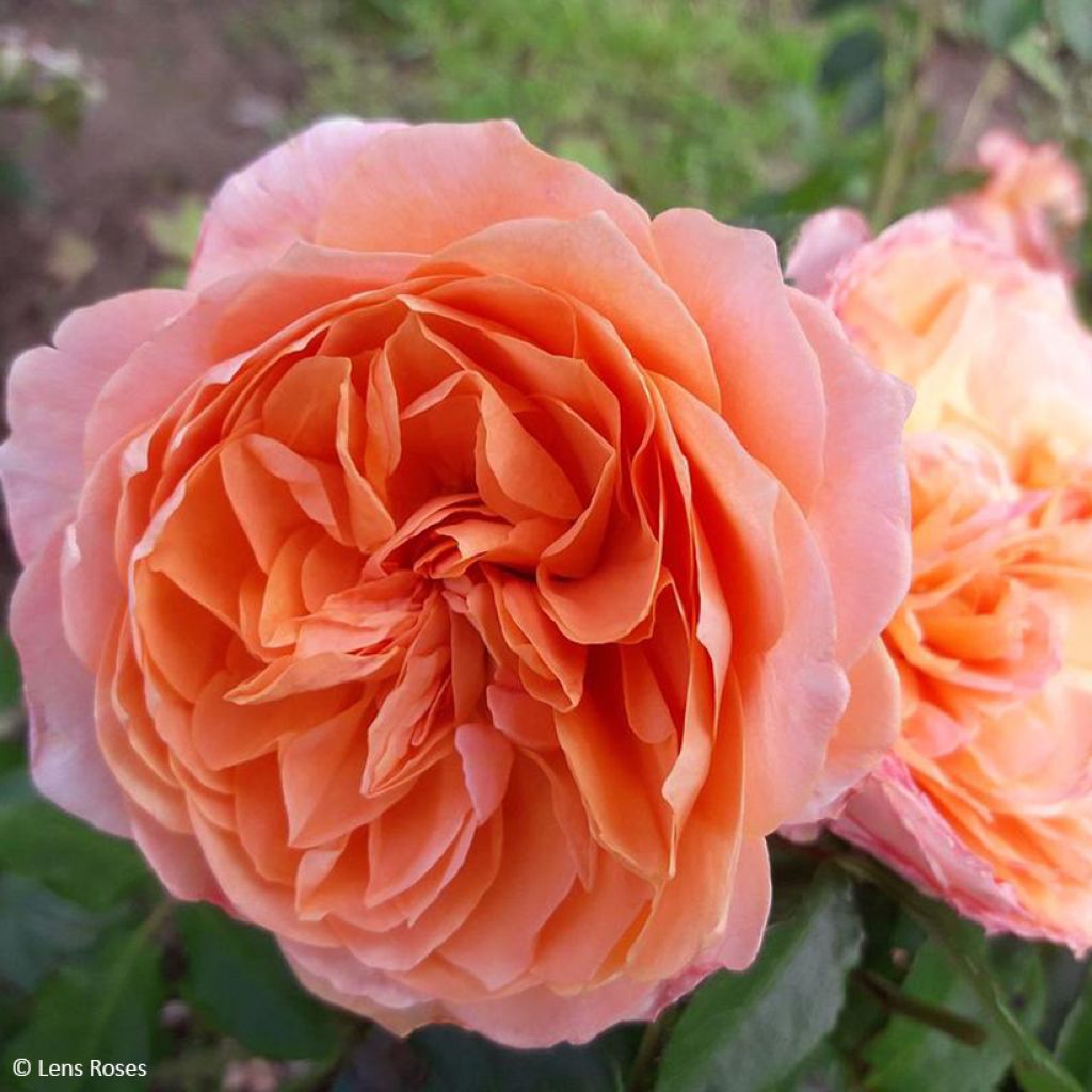 Rosa Marc's Jubilee - Trosroos