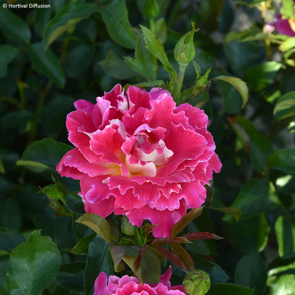 Rosa Pink Lady Ruffles - Trosroos
